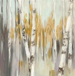 Silver Birch I | Obraz na stenu