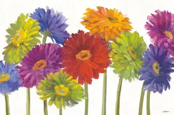 Colorful Gerbera Daisies | Obraz na stenu