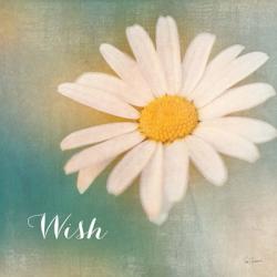 Daisy Wishes | Obraz na stenu