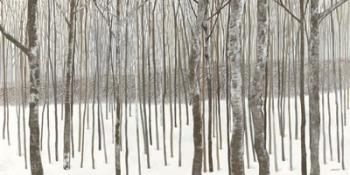 Woods in Winter | Obraz na stenu