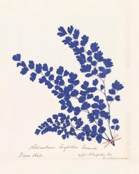 Botanical Fern III Blue | Obraz na stenu