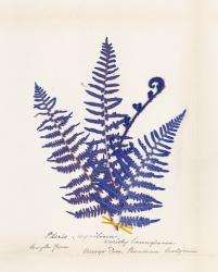 Botanical Fern IV Blue | Obraz na stenu