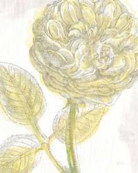 Belle Fleur Yellow III Crop | Obraz na stenu