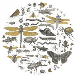 Insect Circle I | Obraz na stenu