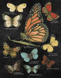 Botanical Butterflies Postcard II Black | Obraz na stenu