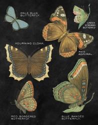Botanical Butterflies Postcard III Black | Obraz na stenu