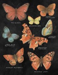 Botanical Butterflies Postcard IV Black | Obraz na stenu