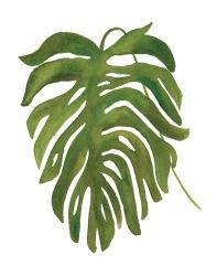 Tropical Palm II | Obraz na stenu