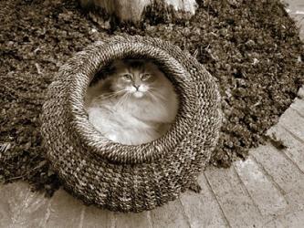 Cat in a Basket | Obraz na stenu