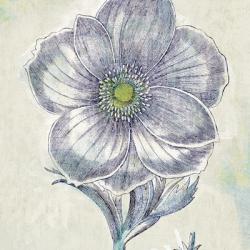 Belle Fleur II | Obraz na stenu
