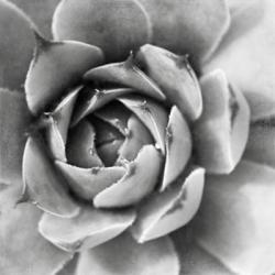 Garden Succulent II | Obraz na stenu