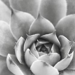 Garden Succulent III | Obraz na stenu