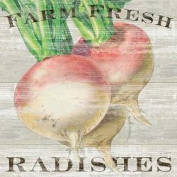 Farm Fresh Radishes | Obraz na stenu