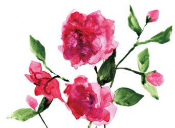 Bright Roses | Obraz na stenu