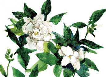Bright Gardenias | Obraz na stenu