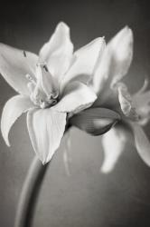 White Amaryllis I | Obraz na stenu