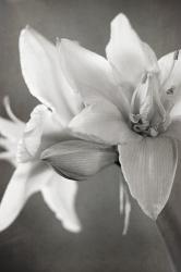 White Amaryllis II | Obraz na stenu