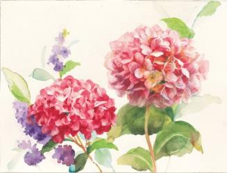 Watercolor Hydrangea | Obraz na stenu