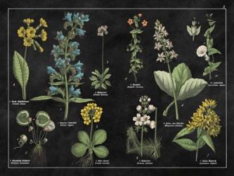 Botanical Floral Chart I Black and White | Obraz na stenu