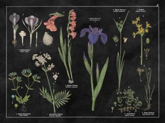 Botanical Floral Chart II Black and White | Obraz na stenu
