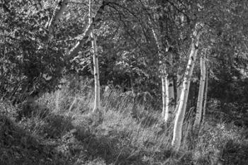 Sunlit Birches II | Obraz na stenu