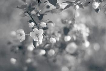 Blush Blossoms I BW | Obraz na stenu