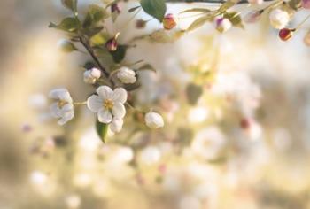 Blush Blossoms I Pastel | Obraz na stenu