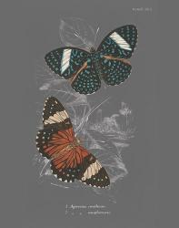 Lepidoptera I | Obraz na stenu