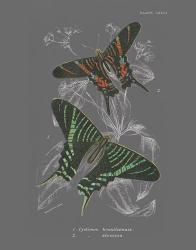 Lepidoptera II | Obraz na stenu