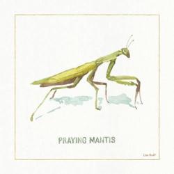 My Greenhouse Praying  Mantis | Obraz na stenu