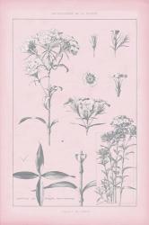 Rose Quartz Phlox | Obraz na stenu