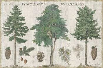 Woodland Chart I | Obraz na stenu