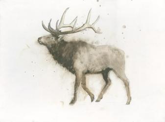 Elk | Obraz na stenu