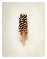 Feather I | Obraz na stenu