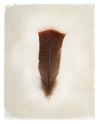 Feather III | Obraz na stenu