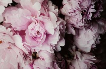 Peonies Galore I | Obraz na stenu