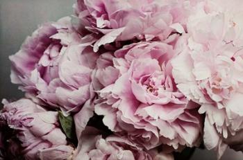 Peonies Galore II | Obraz na stenu