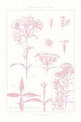 Rose Quartz Phlox on White | Obraz na stenu