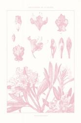 Rose Quartz Rhododendron on White | Obraz na stenu