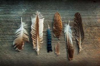 Feather Collection I | Obraz na stenu