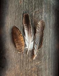 Feather Collection II | Obraz na stenu