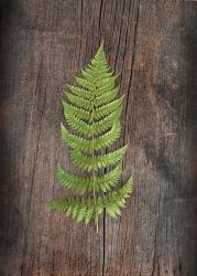 Woodland Fern I | Obraz na stenu