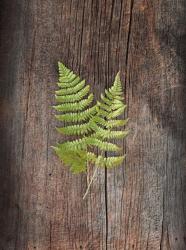 Woodland Fern II | Obraz na stenu