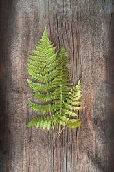 Woodland Fern III | Obraz na stenu