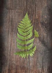 Woodland Fern IV | Obraz na stenu