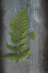 Woodland Fern V | Obraz na stenu