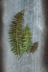 Woodland Fern VI | Obraz na stenu