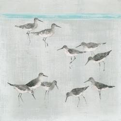 Sandpipers Gray | Obraz na stenu