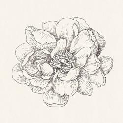 Pen and Ink Florals IV | Obraz na stenu