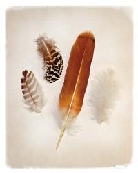 Feather Group I | Obraz na stenu